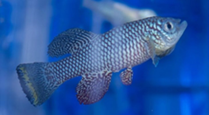 কিডনি রক্ষায় নতুন দিশা, আফ্রিকান মাছের গবেষণায় মিলেছে বার্ধক্য রোধের সূত্র